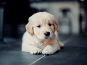 Golden Retriever Puppy Price, Golden Retriever Price in Kerala