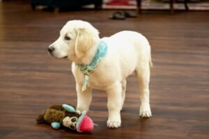 Golden Retriever Puppy Price, Golden Retriever Price in Kerala, Golden Retriever Price in Kolkata