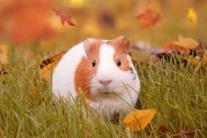 Guinea Pig Price In India
