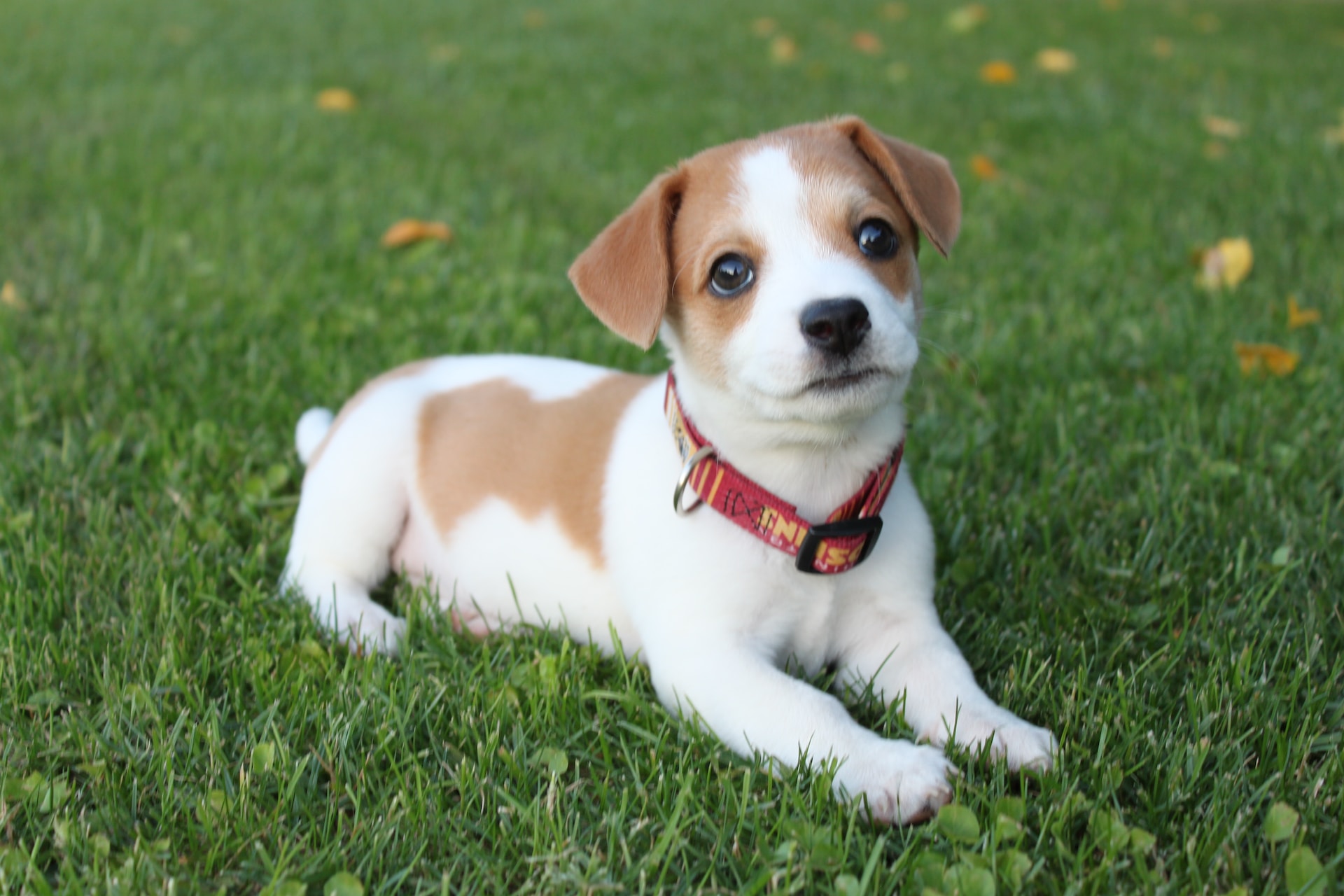 Jack Russell Terrier Dog 12