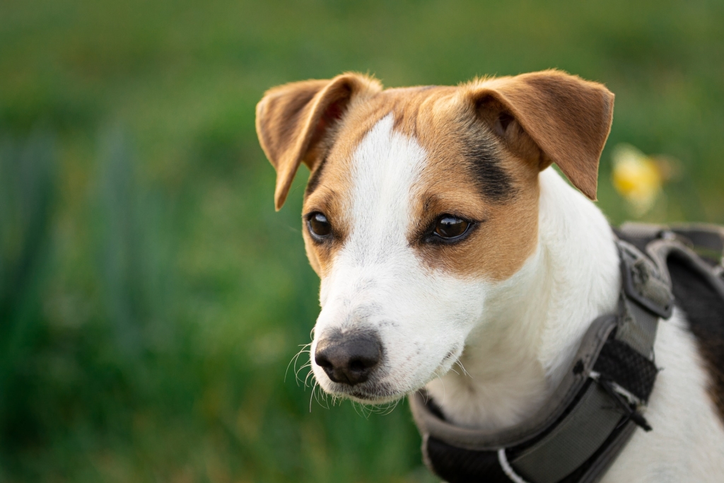 Jack Russell Terrier Price in India