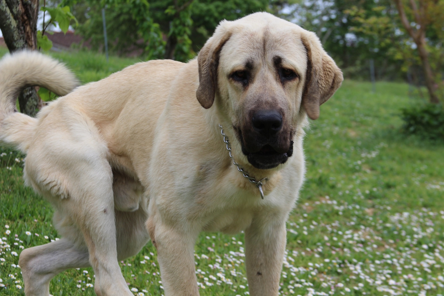 Kangal Dog Price in India - 2023 | Monthly Cost, Grooming