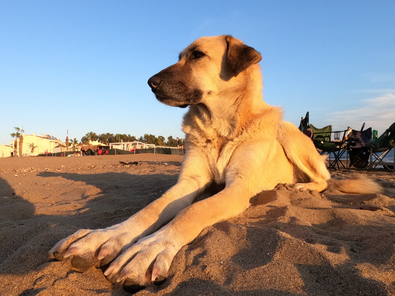 Kangal Dog Price in India - 2023 | Monthly Cost, Grooming