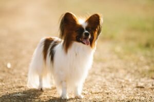 Papillon Dog Price In India