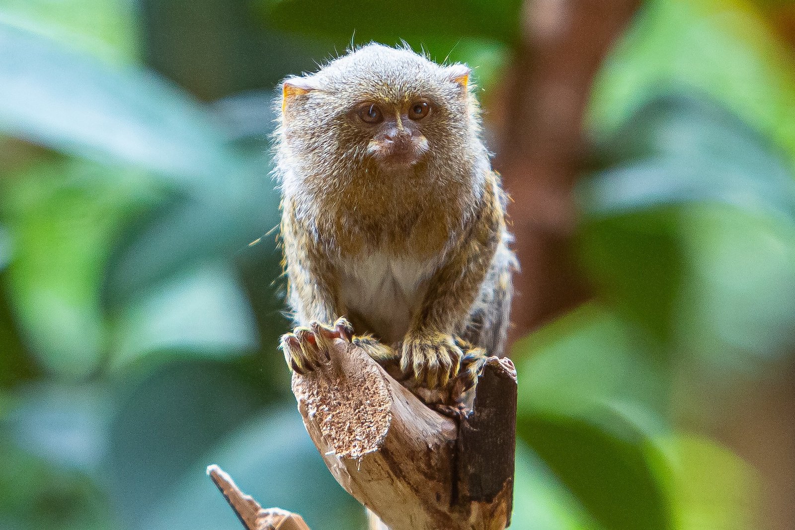 Pocket Monkey Price In India (Marmoset) | Finger Monkey