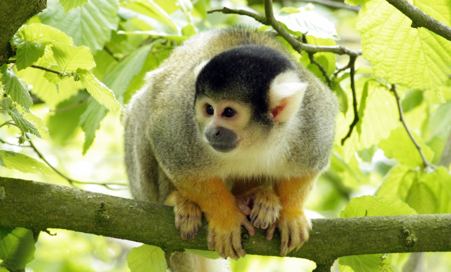Pocket Monkey Price In India (Marmoset) Finger Monkey