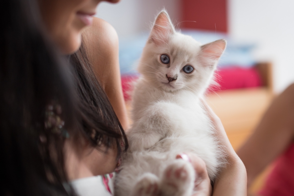 Ragdoll Cat Price In India, 10 Week Old Kitten
