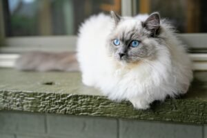Ragdoll Cat Price In India