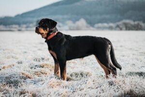 Rottweiler Price In India