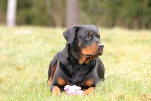 Rottweiler Price In India, Rottweiler Price in Kerala