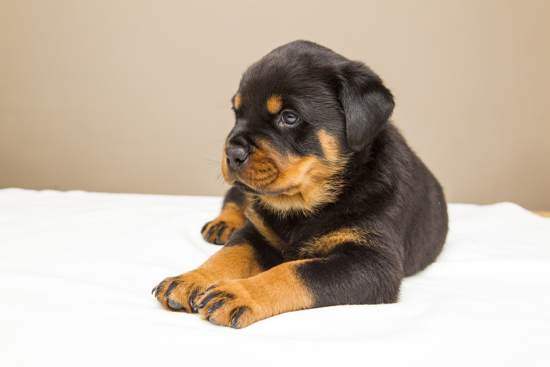 Rottweiler Puppy Price in India (2023) | Breeders, Care Tip