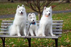 Samoyed Price in India, Dog Breeds in India