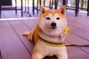 Shiba Inu Dog Price in India