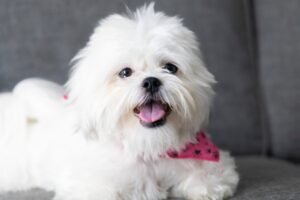 Shih Tzu Price in Delhi, Shih Tzu Puppy Price In India, Cute Dog Price