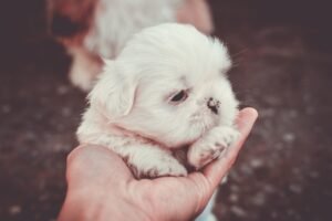 Shih Tzu Price in Delhi, Shih Tzu Puppy Price In India, Cutest Dog Breeds
