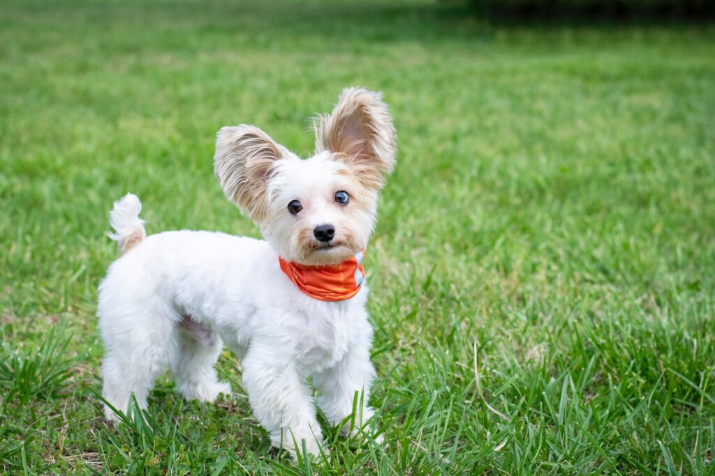 Small Dog Breeds in India