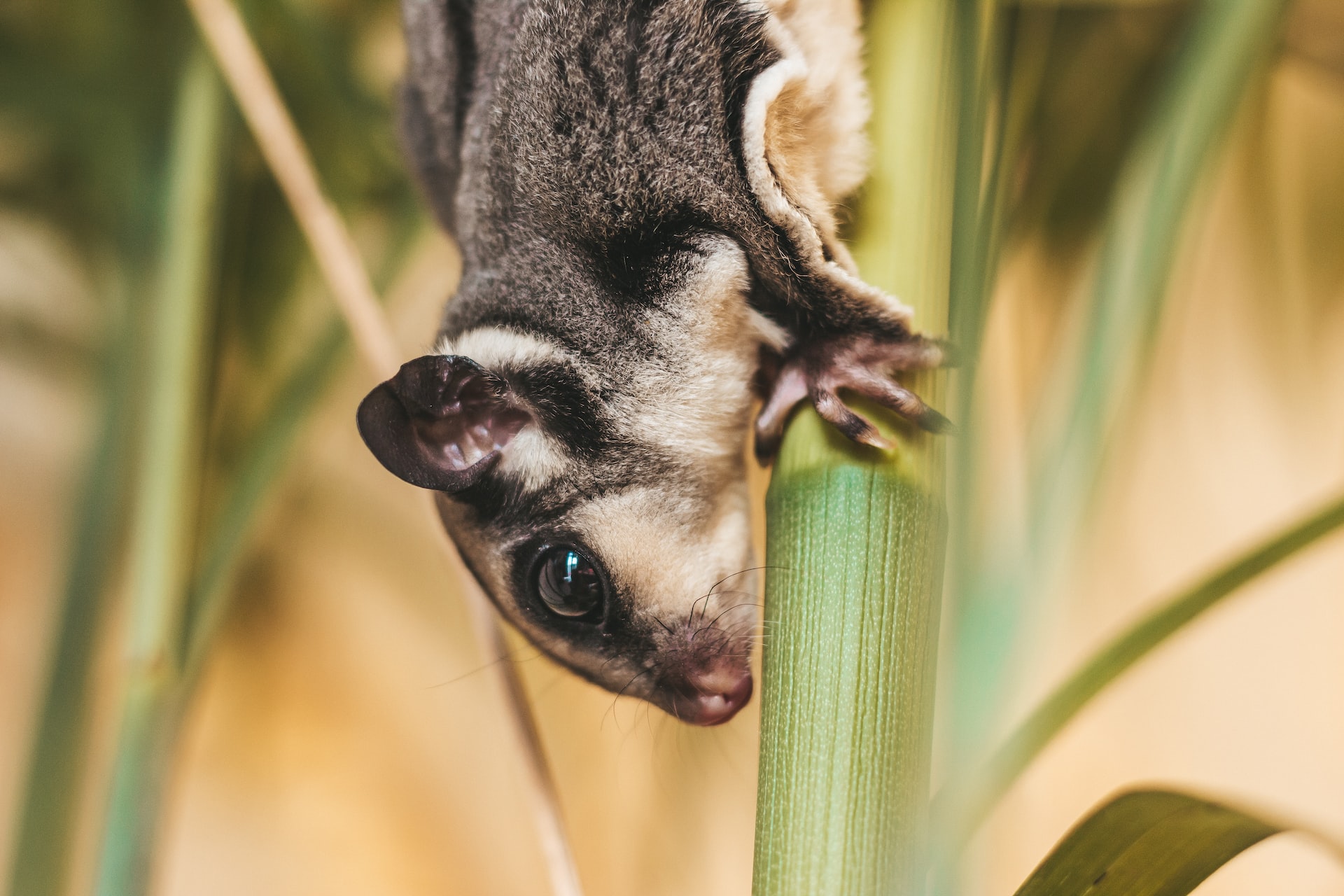 Sugar Glider Price In India -2023 | Care Tips, Food, Health