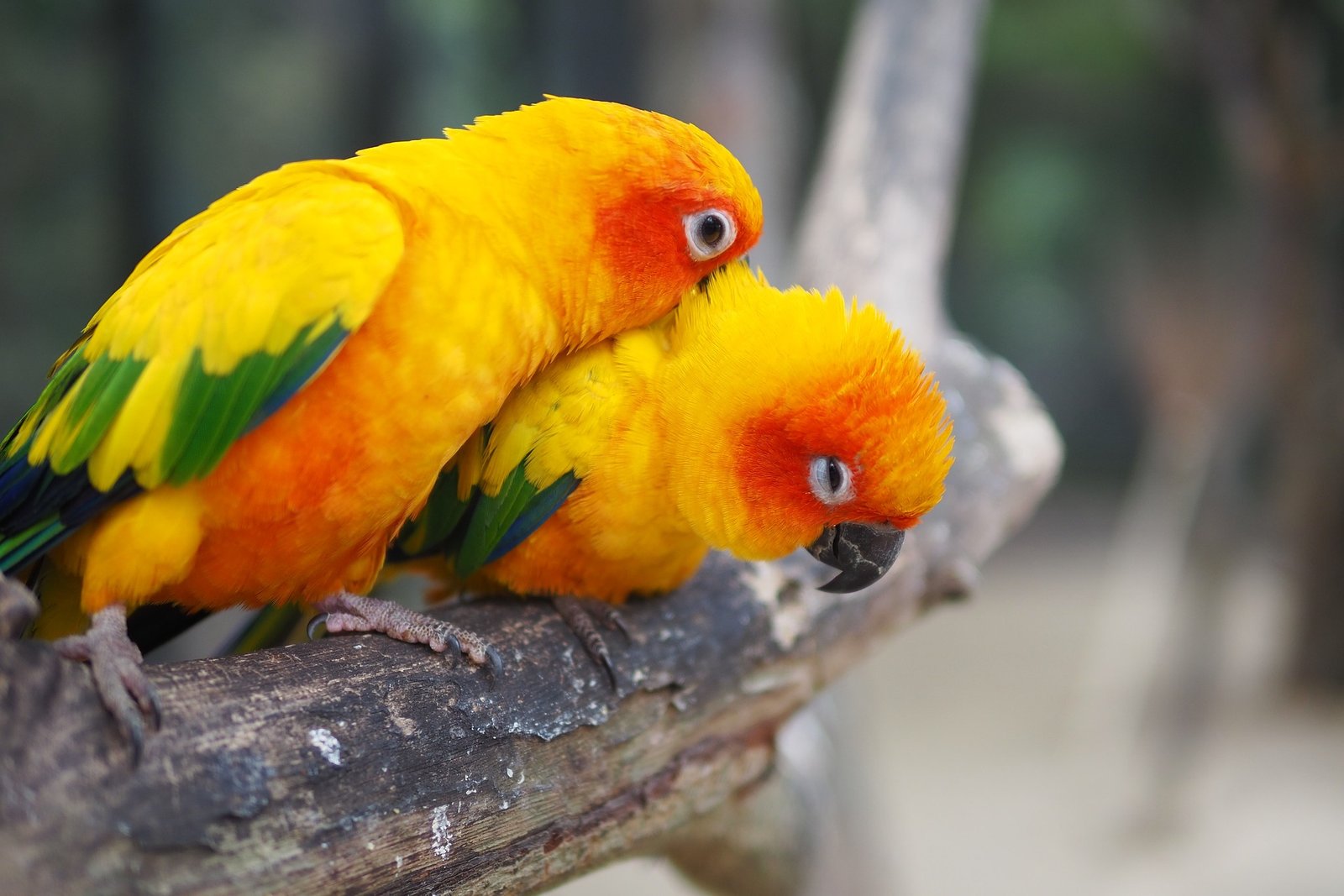 Sun Conure Price in India 2023 Price Comparision, food