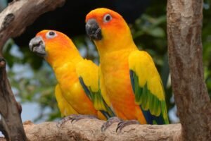 Sun Conure Price In India