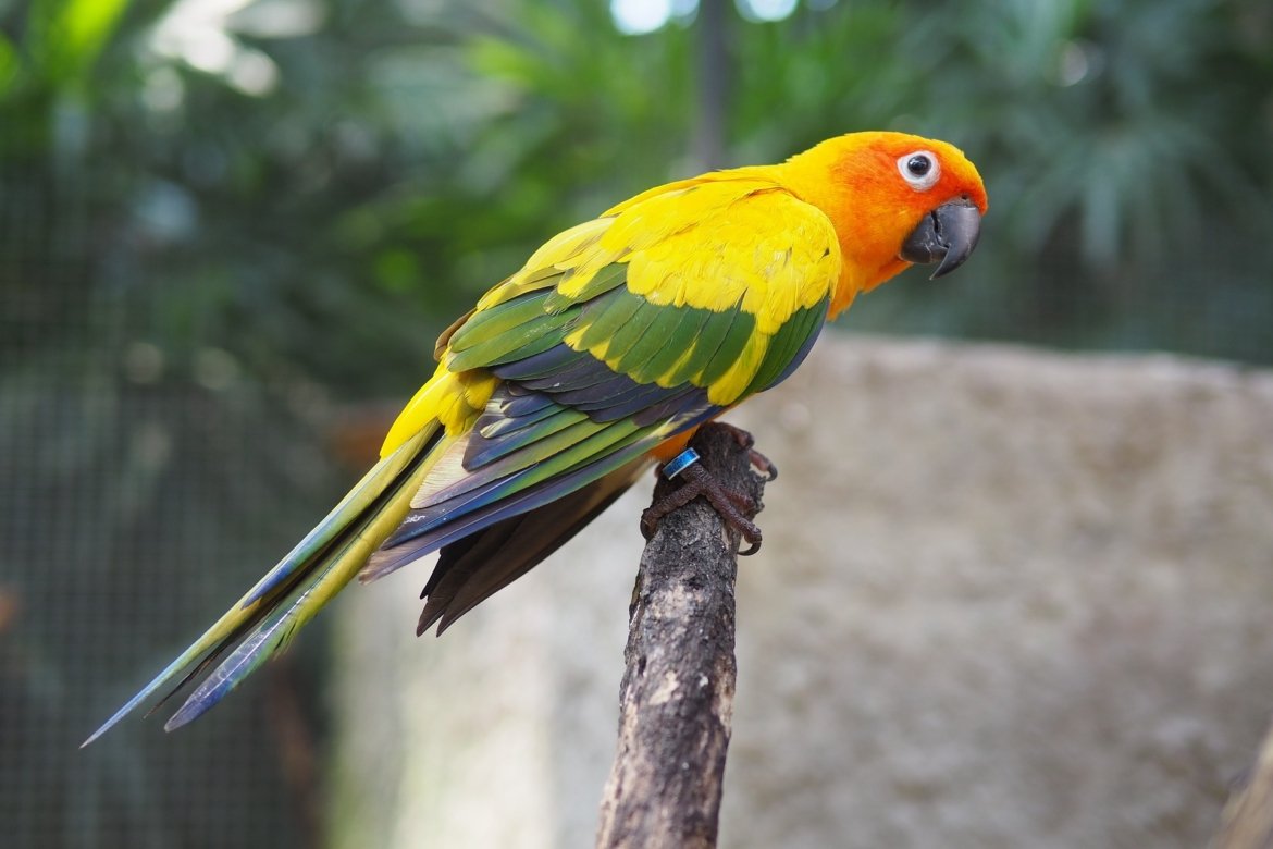 Sun Conure Price in India 2023 Price Comparision, food