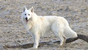 White German Shepherd Price In India, German Shepherd Price in Delhi