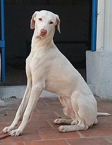 Rajapalayam Dog Price