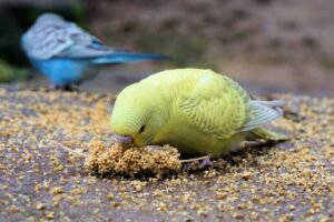 Parrot Food