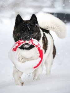 Akita Dog Price In India