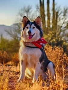 Alaskan Malamute Price In India
