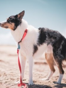 Border Collie Price In India
