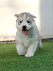 Husky Puppy Price