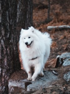 Samoyed Price in India