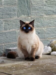 Siamese Cat Price in India