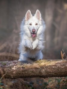 White German Shepherd Price In India