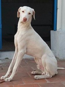 Rajapalayam Dog Price