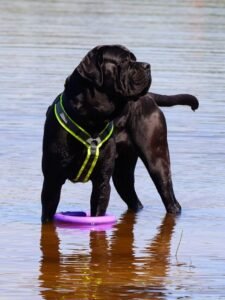 Cane Corso Price in India 