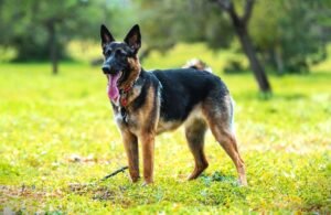 Belgian Shepherd