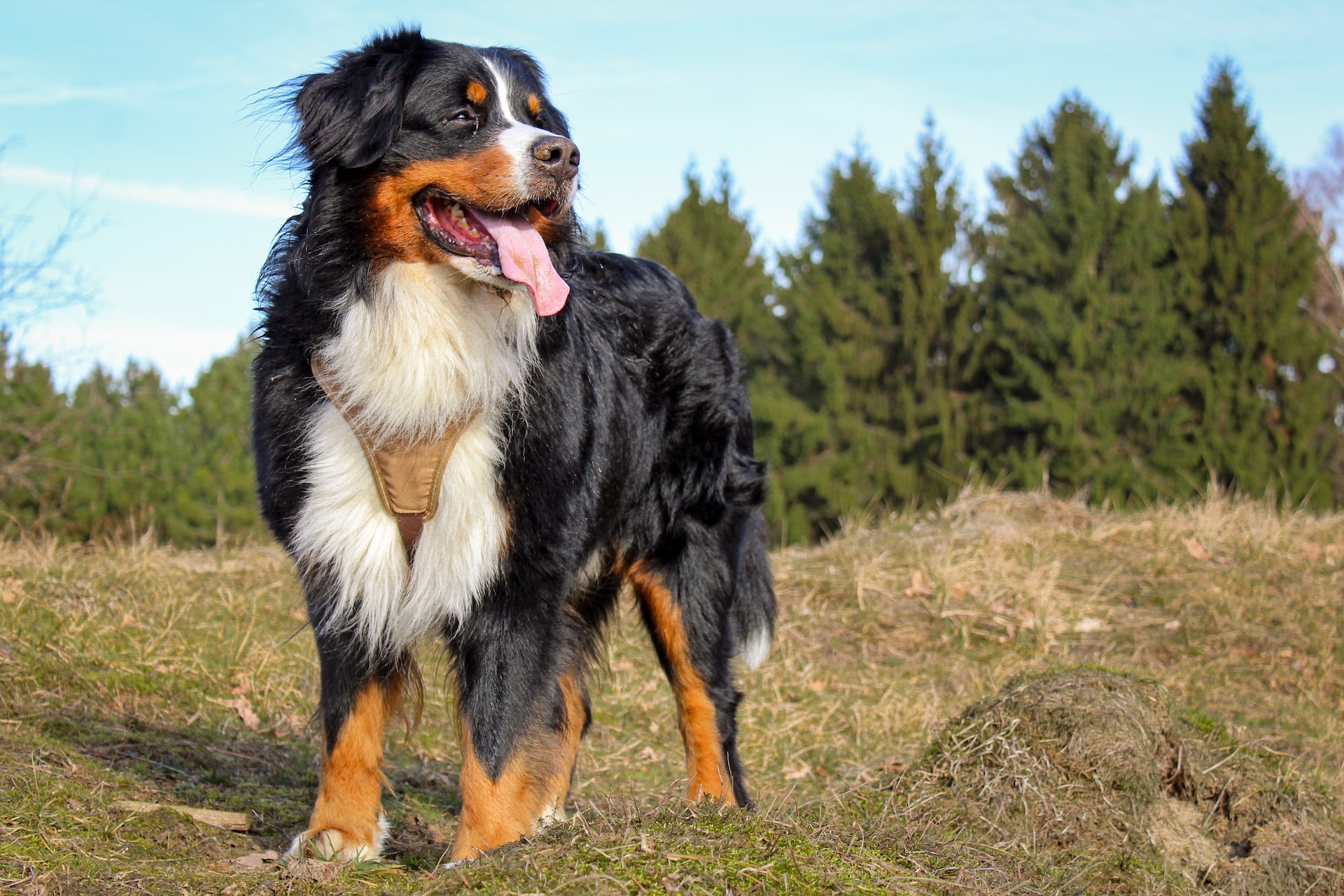 scientific-name-of-dog-the-evolutionary-history-of-dogs