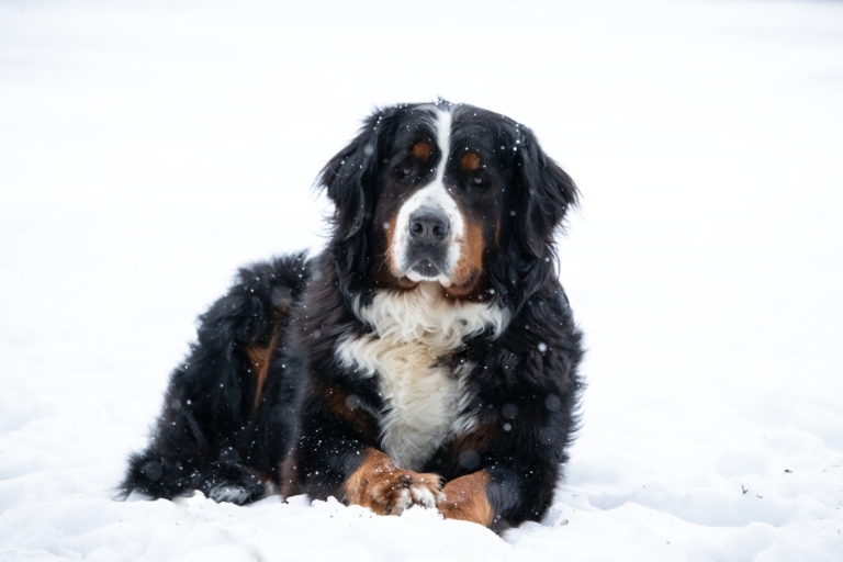 Bernese Mountain Dog Price In India ️ (April 2023)