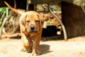 Boerboel Price In India
