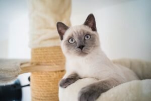 British Shorthair Cat, Pet Cat Price