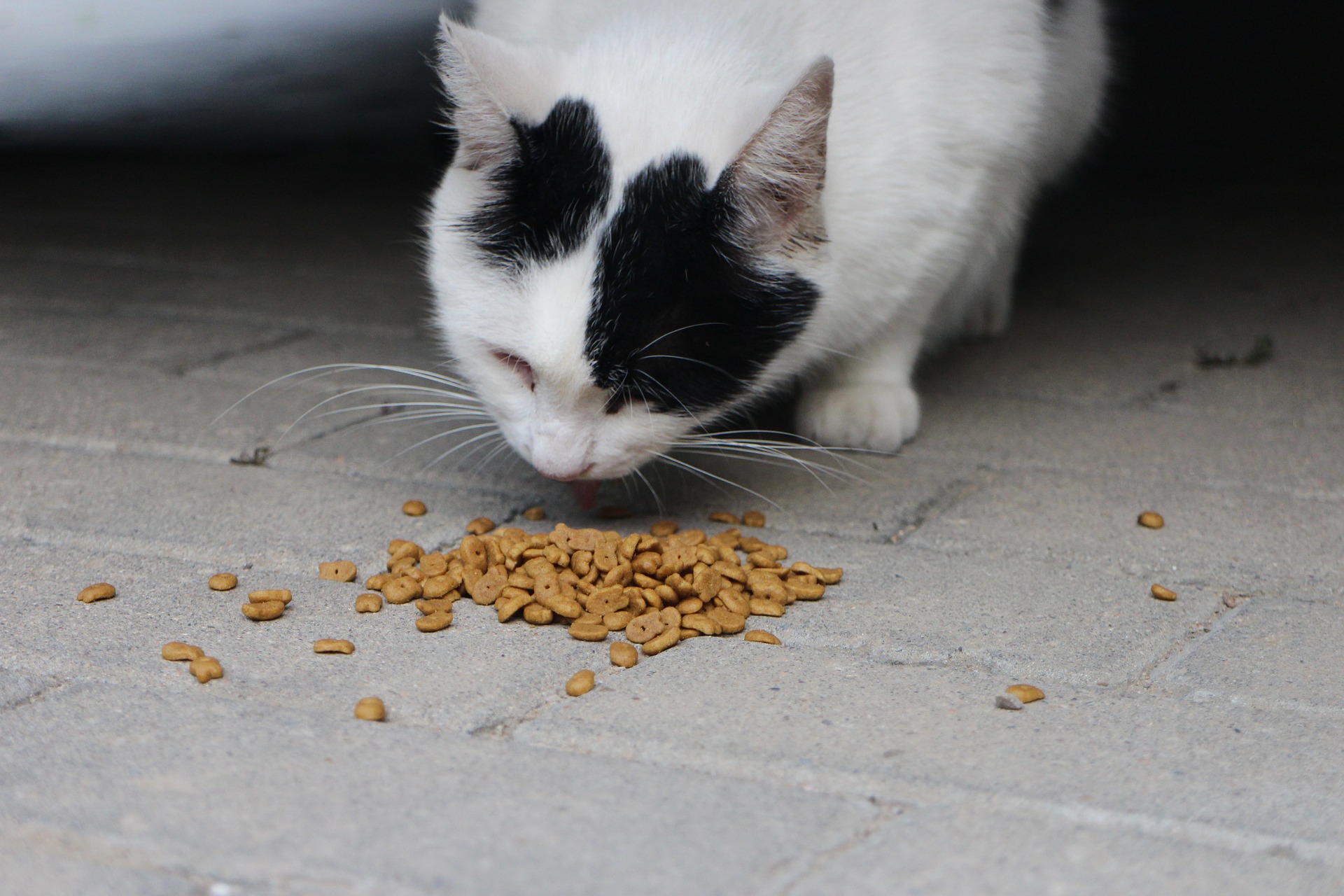 Cat clearance off food