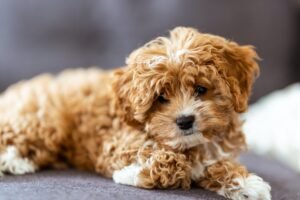 Cavapoo Puppies
