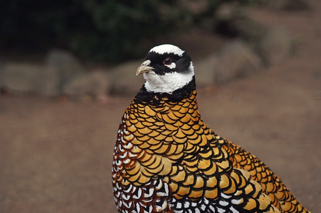 Golden Pheasant Bird