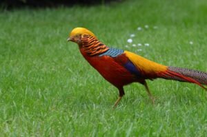 Golden Pheasant Bird