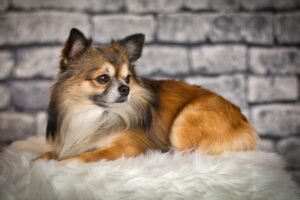 Long Haired Chihuahua