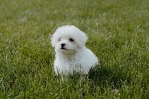 Maltipoo Price in India