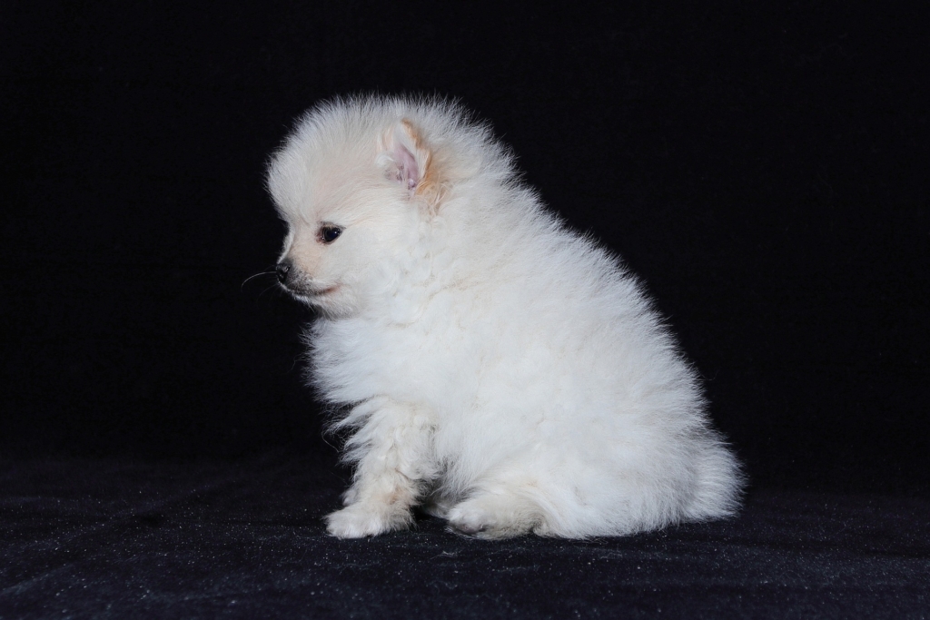 1000 Rupee Pomeranian Dog Puppy Price