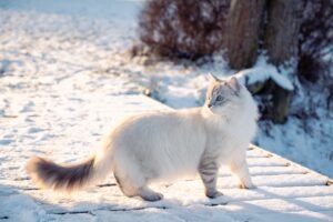 Siberian Cats