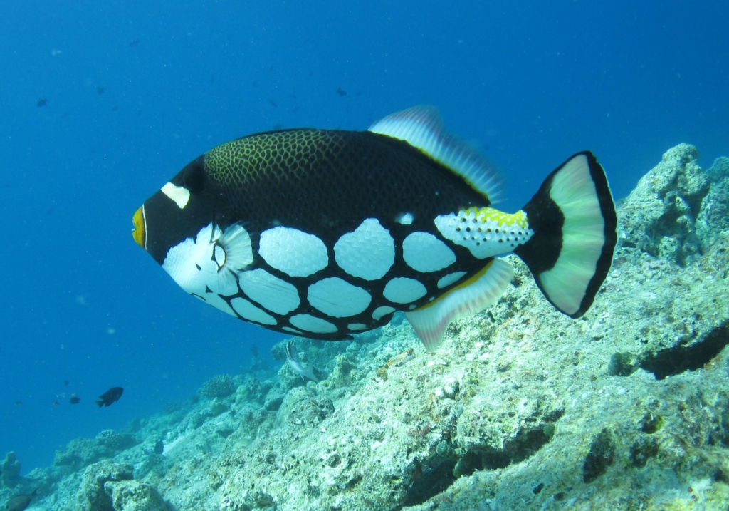 Parrot Fish | Appearance, Breeding, Prices, Behaviour, Care Tips 8 Yellow Parrot Fish